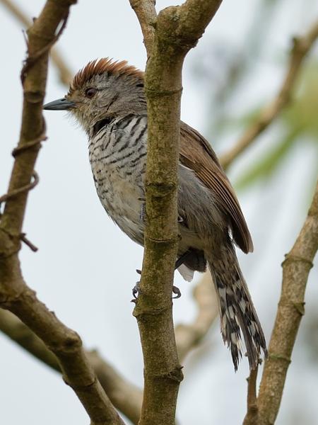 <h3><a href="/trips/salesopolis-2014/biota/animalia/chordata/aves/040 passeriformes/005 thamnophilidae/thamnophilus ruficapillus/thamnophilus ruficapillus-nl.html">Thamnophilus&nbsp;ruficapillus</a> / Rufous‑capped&nbsp;antshrike / Roodkapmierklauwier</h3>NIKON D7100 met AF-S Nikkor 300mm f/2.8G IF-ED VR II, 1/640 sec  bij F5.0, ISO 320, afstand 10.0&nbsp;m